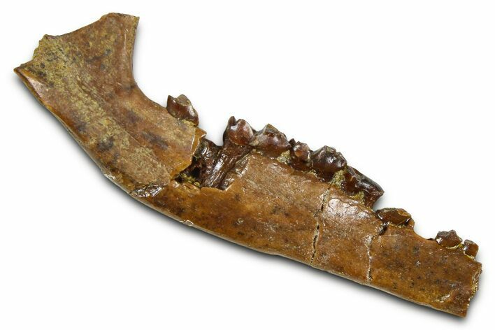 Cretaceous Fossil Mammal Jaw Section w/ Teeth - Wyoming #379753